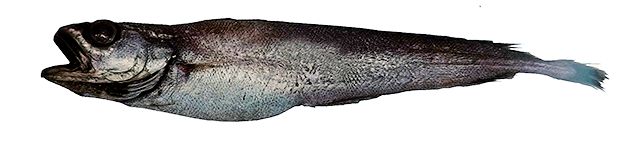 Halargyreus johnsonii_0lllll.jpg